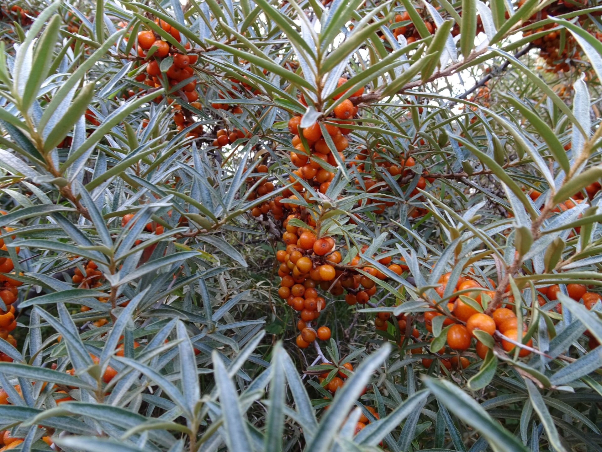 bright orange seabuckthorn berries and bush scotland