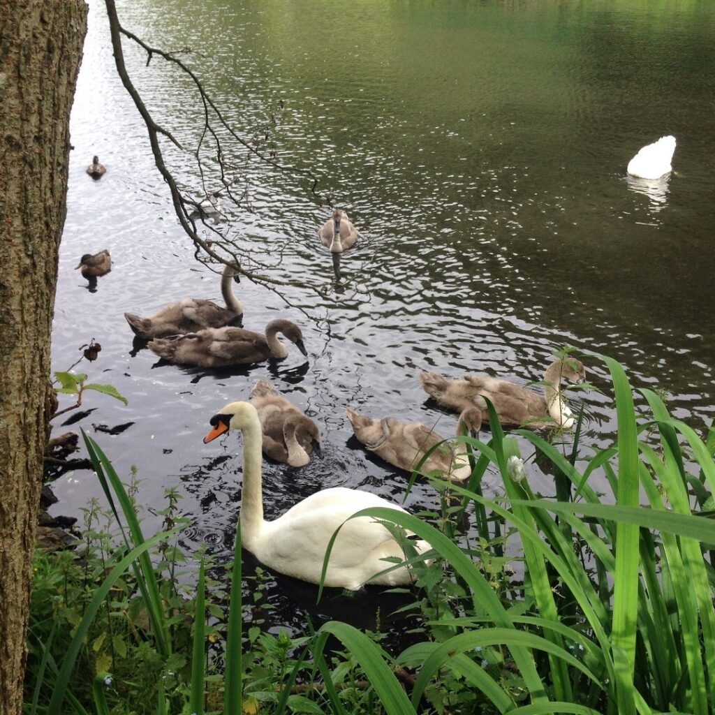 ducks and swans at blackford pond edinburgh