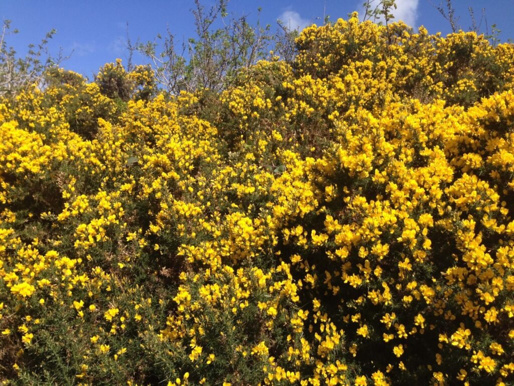 bright yellow gorse