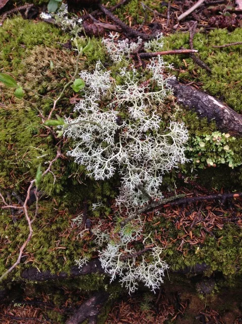 moss on mount meakan hokkaido japan