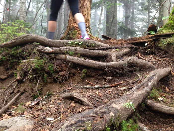 tree roots on the mount meakan trail
