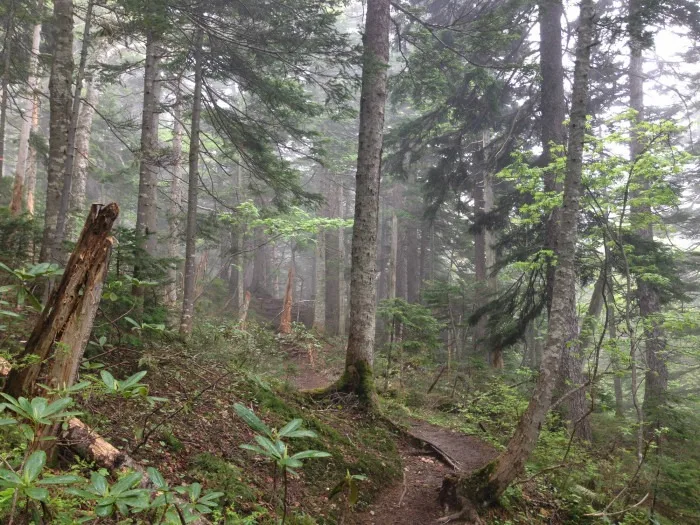 mount meakan forest trail
