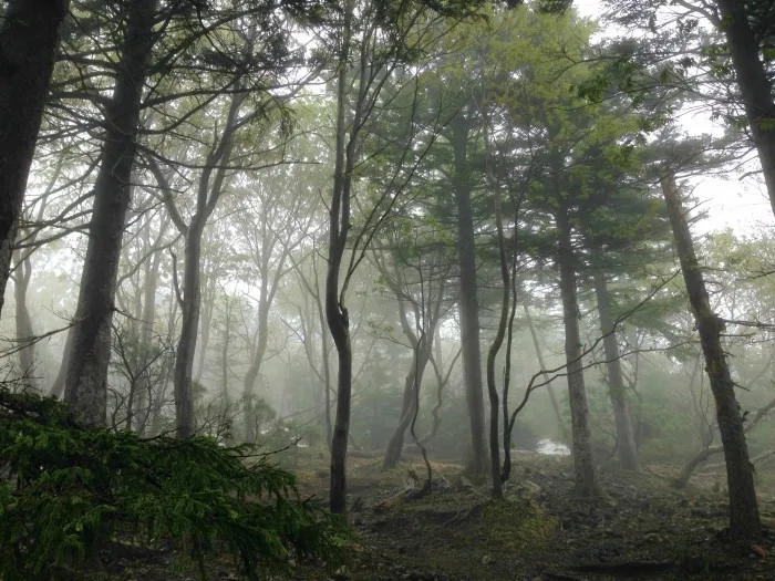 misty forest