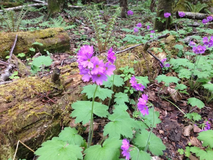 flowers on the mount meakan hiking trail