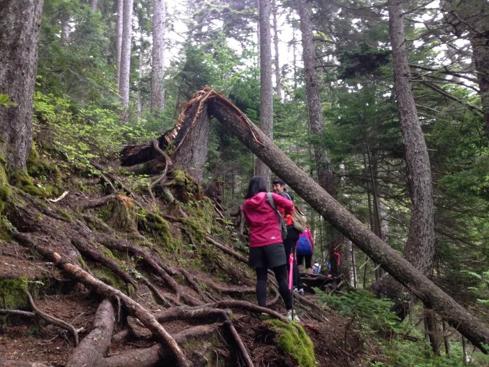 mount meakan hiking trail through forest