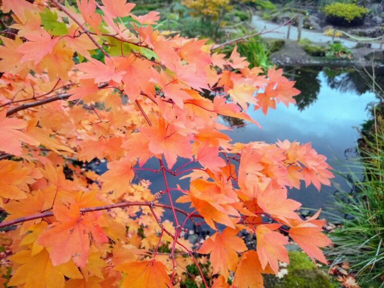 royal botanic garden edinburgh autumn leaves colours orange