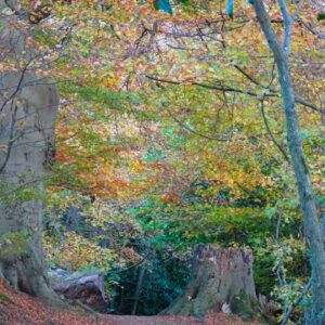 hermitage of braid woodland edinburgh autumn