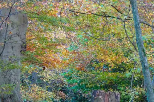 hermitage of braid woodland edinburgh autumn