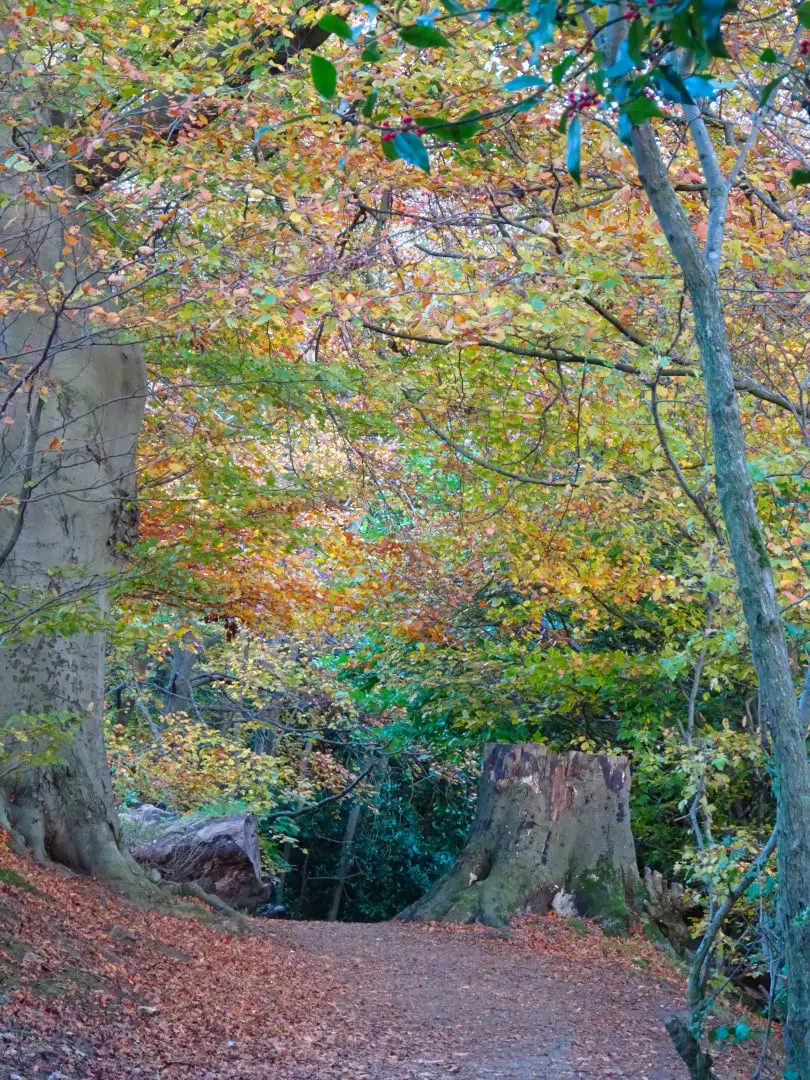 hermitage of braid woodland edinburgh autumn