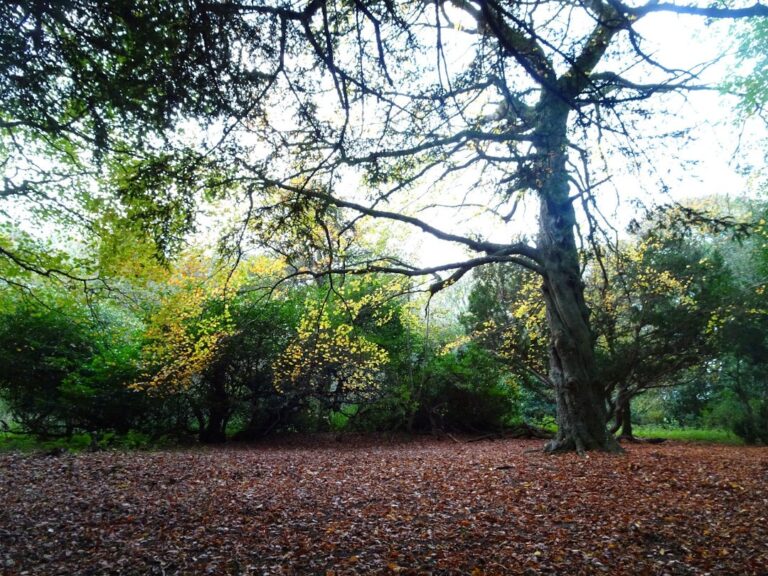 woodland trees roslin glen