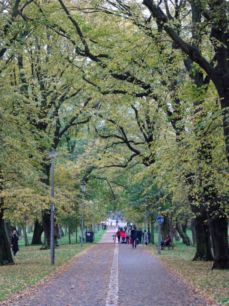 the meadows edinburgh park autumn lined trees colourful yellow leaves