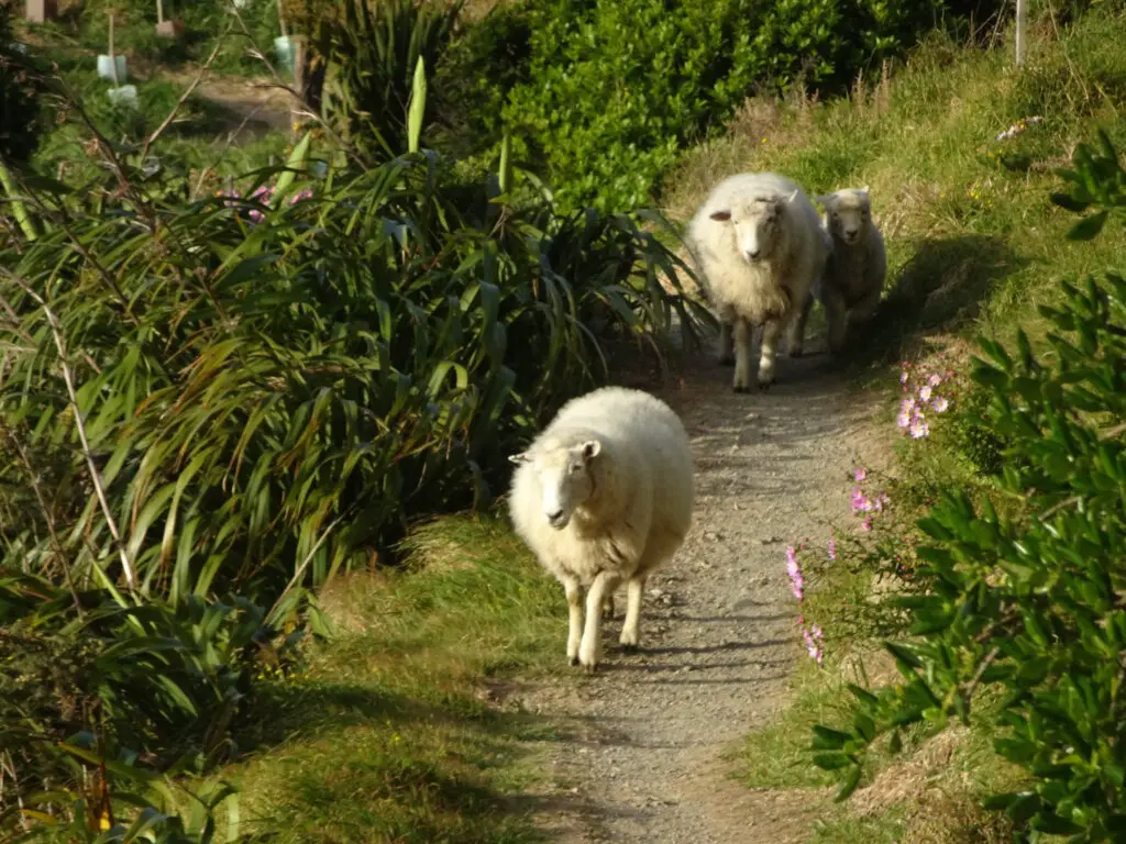 sheep on a trail in new zealand