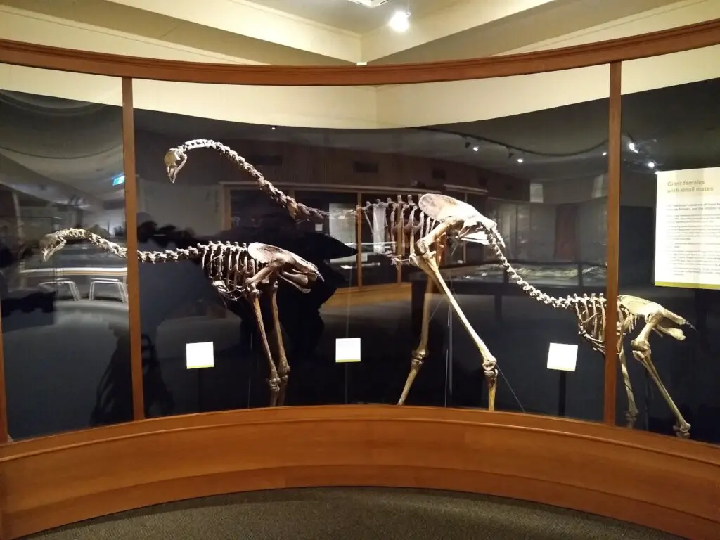 large moa skeletons in glass case in whanganui regional museum