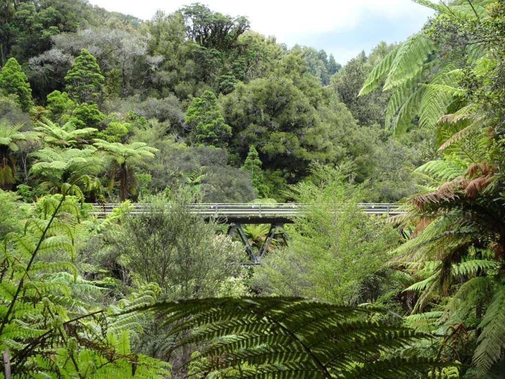 forgotten world highway remote road in dense bush new zealand
