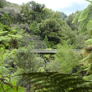 forgotten world highway remote road in dense bush new zealand