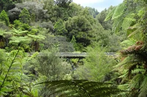 forgotten world highway remote road in dense bush new zealand