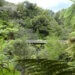 forgotten world highway remote road in dense bush new zealand