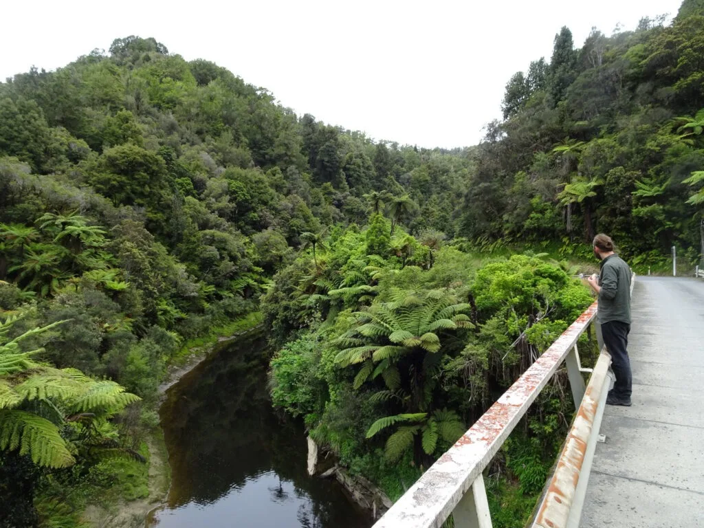 man overlooking the tangarakau gorge on the forgotten world highway new zealand