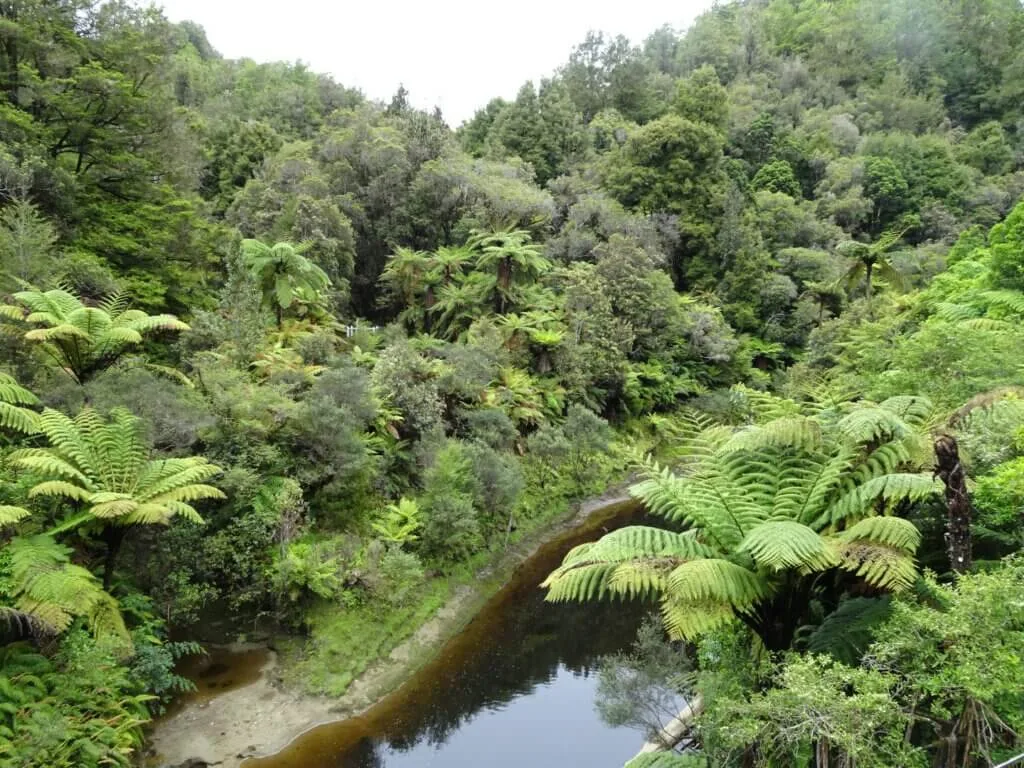 morgans grave new zealand north island forgotten world highway remote dense bush