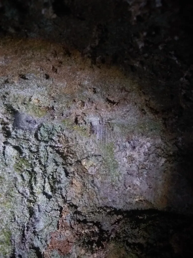 north island free glowworms at ruakuri bush walks
