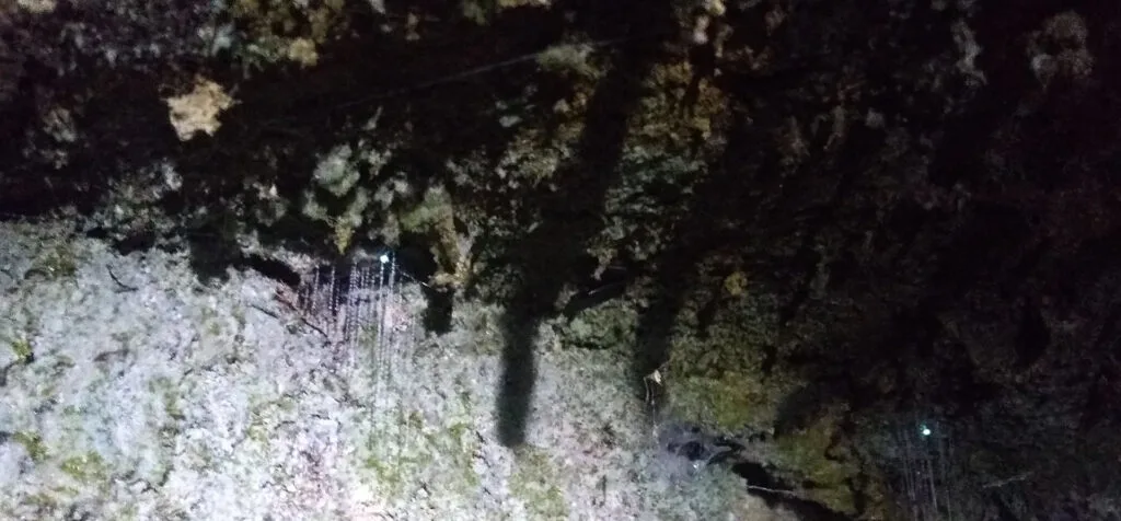 where to see glowworms for free in the north island new zealand
