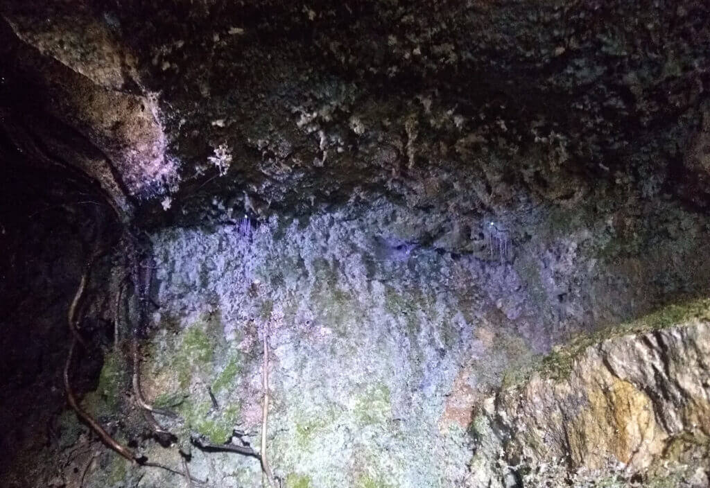 free glowworms at ruakuri bush walk north island new zealand