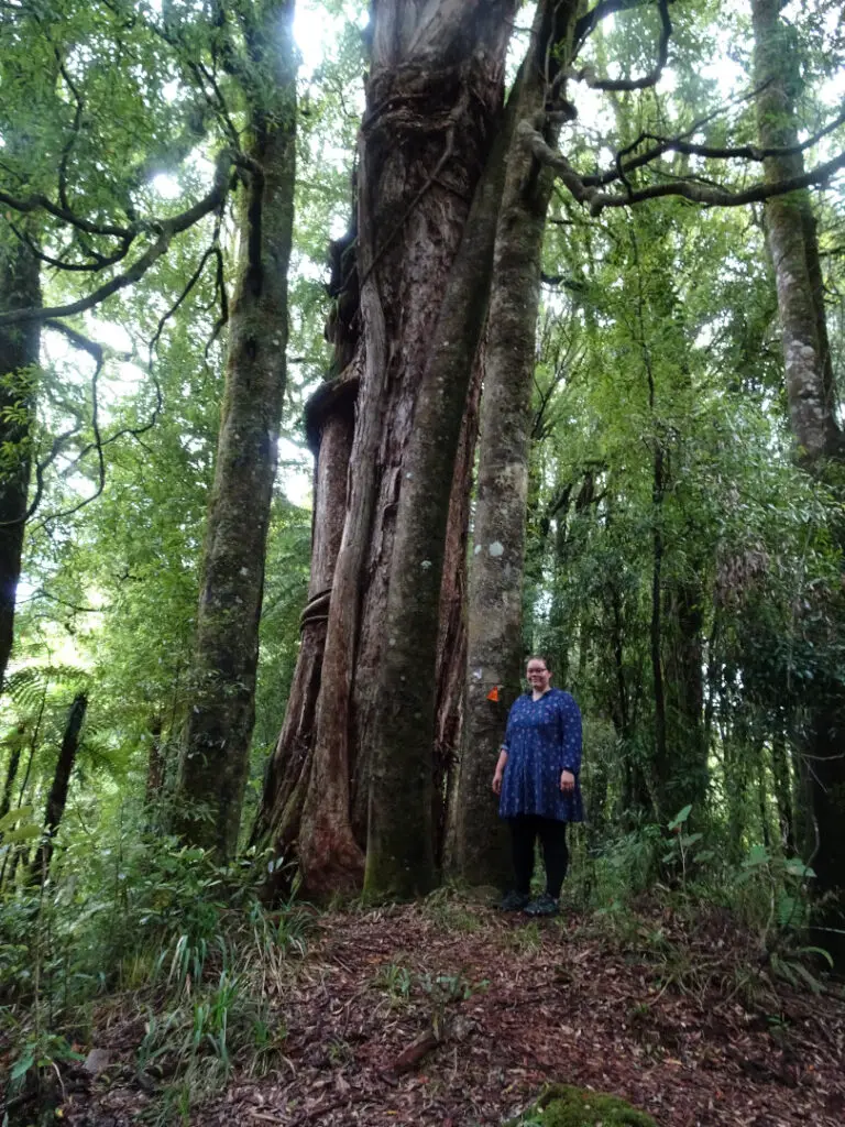 lauren under big rata tree pureora forest loop track