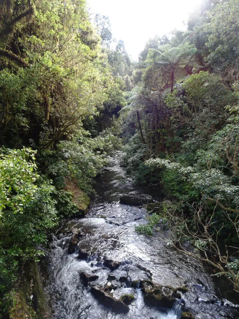 ruakuri bush walk waitomo north island new zealand free glowworms