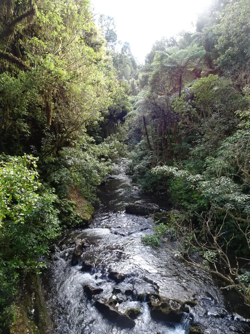 9 FREE Places To See Glow Worms In The North Island