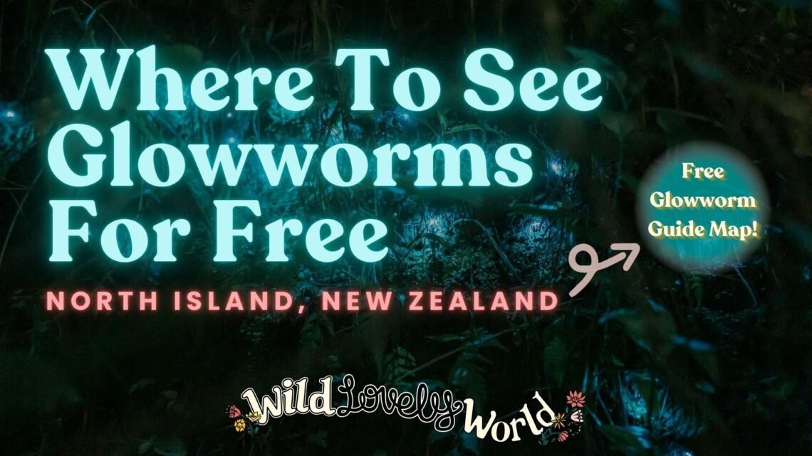 where to see glowworms for free in the north island new zealand with free glowworm guide map wild lovely world