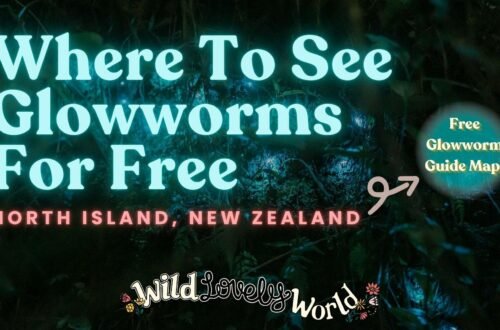 where to see glowworms for free in the north island new zealand with free glowworm guide map wild lovely world
