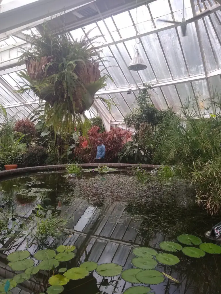 fiachra standing in the begonia house at the botanic garden wellington