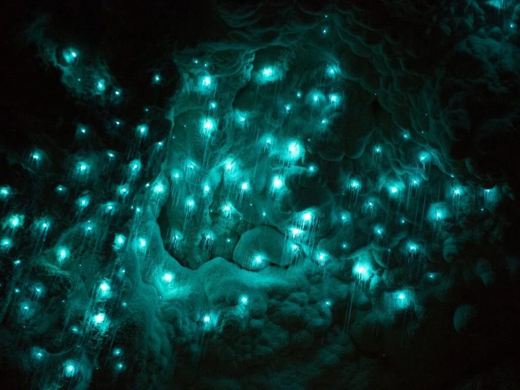 glowworms in new zealand