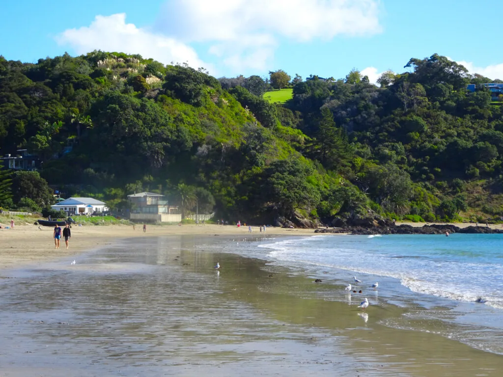 palm beach waiheke island