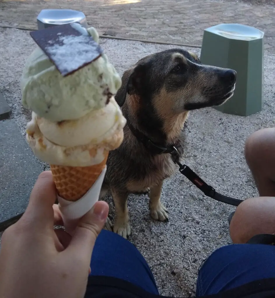 waiheke island gelato company oneroa icecream with dog