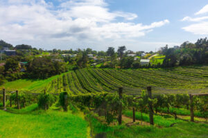 waiheke island vineyards