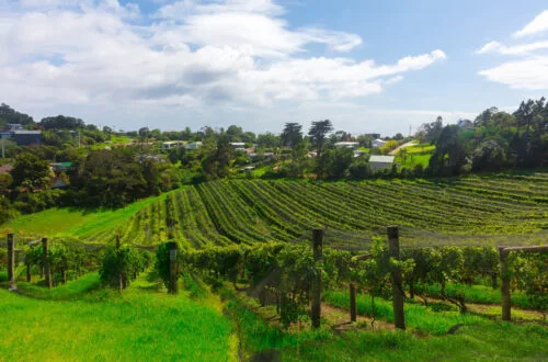 waiheke island vineyards
