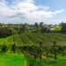 waiheke island vineyards