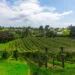 waiheke island vineyards