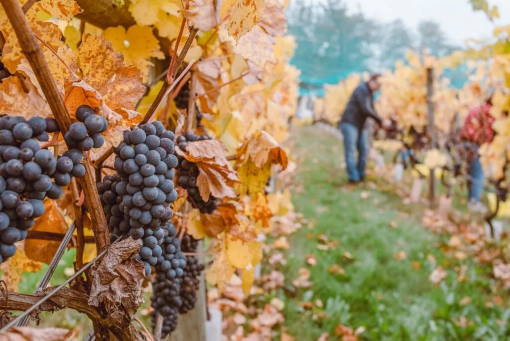 vineyard workers picking grapes