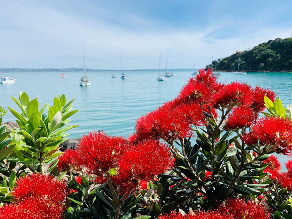 waiheke island view with pohutakawa and harbour