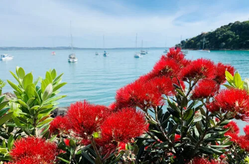 waiheke island view with pohutakawa and harbour
