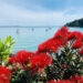 waiheke island view with pohutakawa and harbour