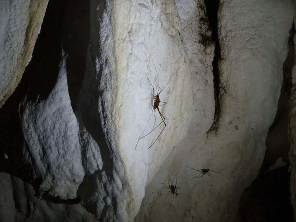 cave weta in aranui cave waitomo new zealand