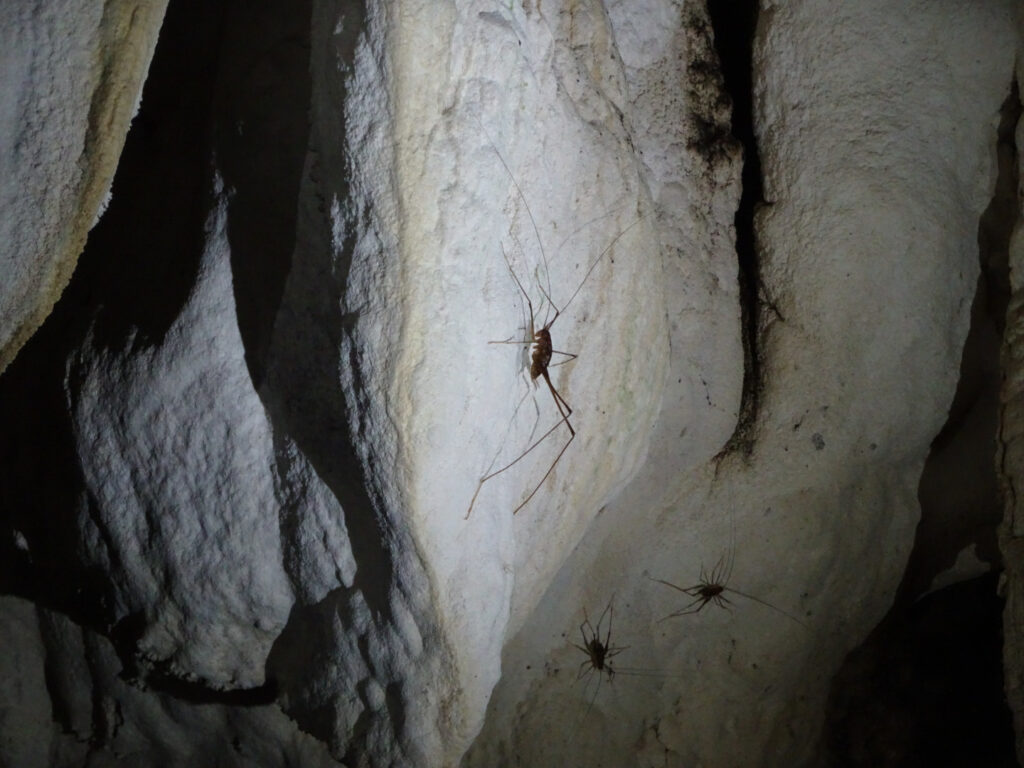 cave weta in aranui cave waitomo new zealand