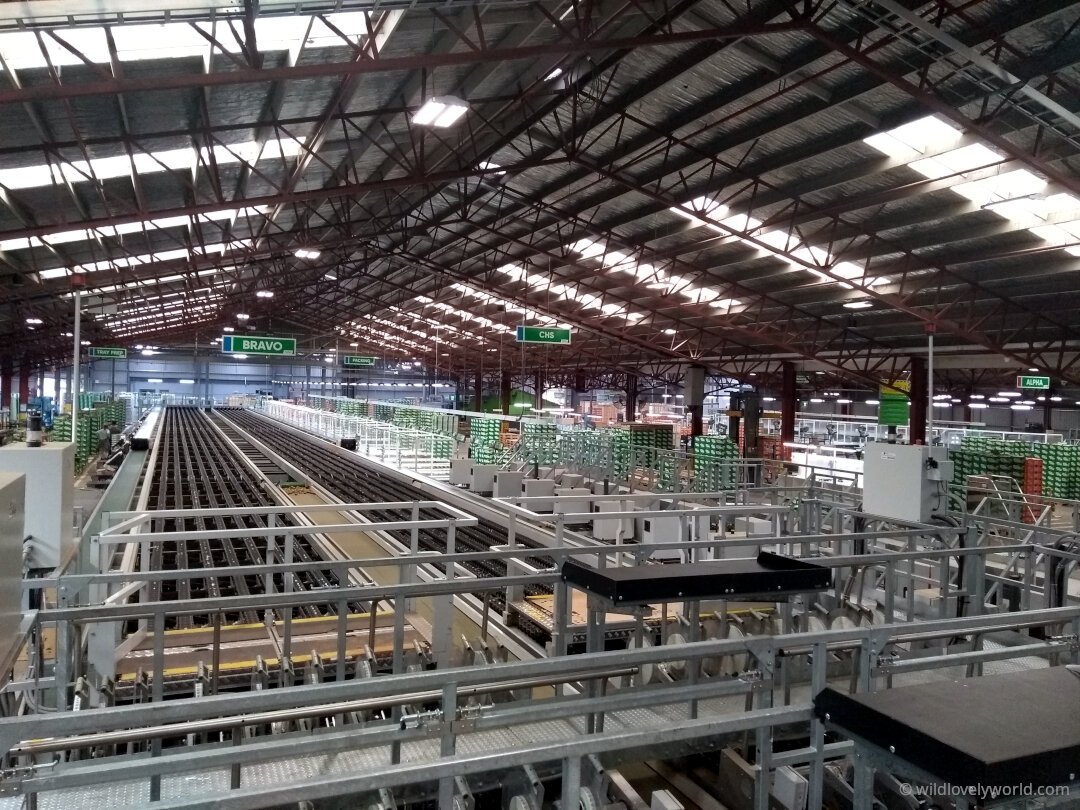 inside eastpack kiwifruit packhouse te puke new zealand