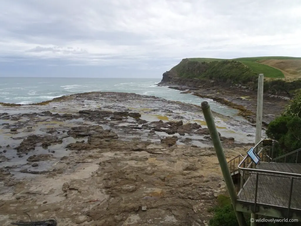 petrified forest viewing platform at curio bay in the catlins new zealand
