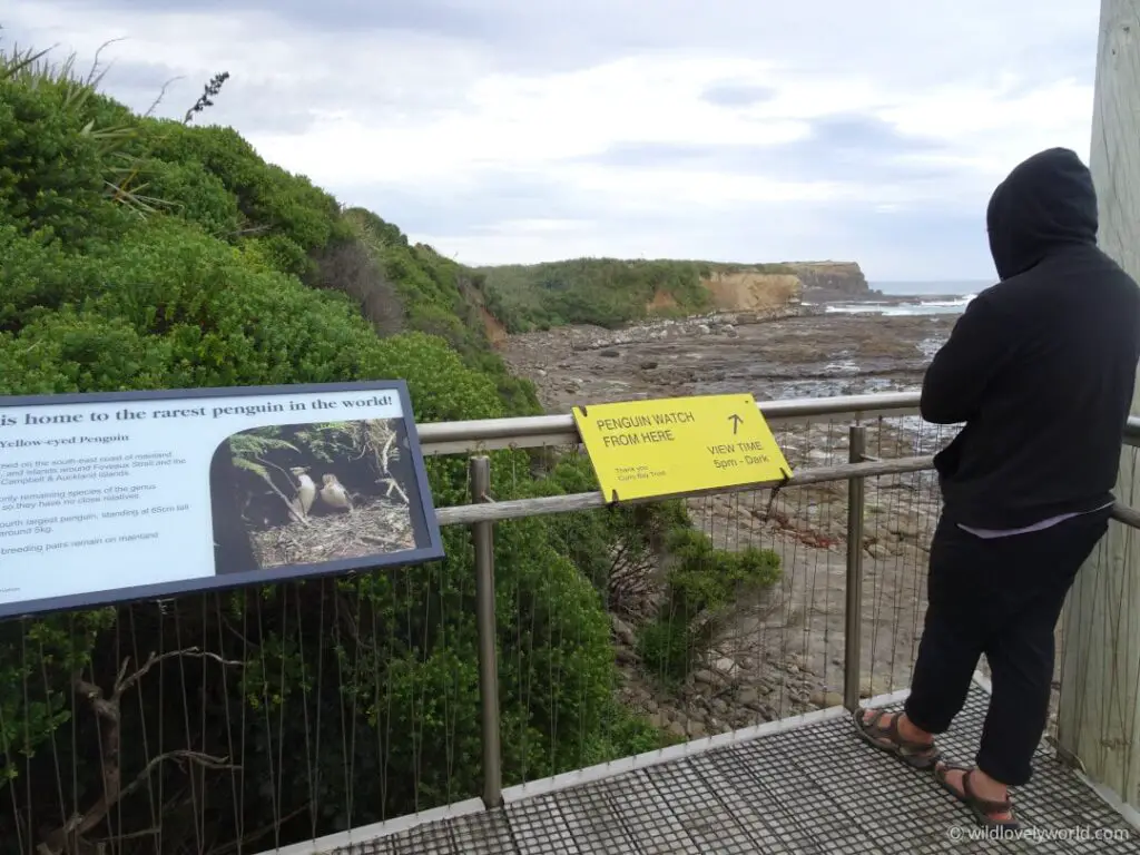 yellow eyed penguin colony viewpoint at the catlins, new zealand