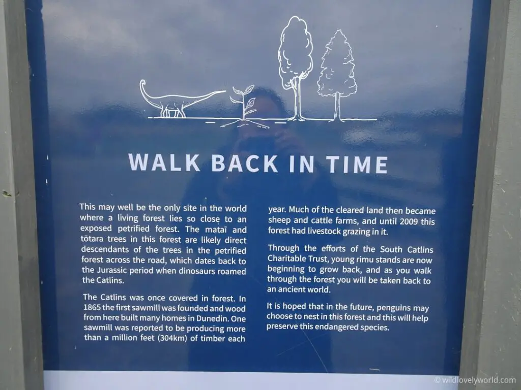 sign at the living forest in curio bay, new zealand - it says "a walk back in time - this may well be the only site in the world where a living forest lies so close to an exposed petrified forest. the trees in this forest are likely direct descendants of the trees in the petrified forest across the road, which dates back to the jurassic period"