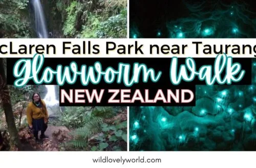 mclaren falls park near tauranga glowworm walk - north island new zealand - wild lovely world